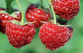 Raspberries