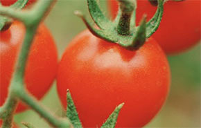 Tomatoes